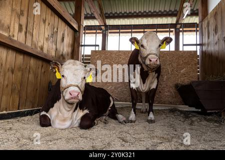 Due tori sono in piedi in una penna di bestiame. Allevamento di animali di carne. Foto Stock