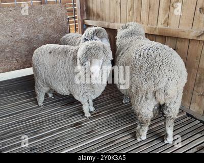 Pecora stabile. Gruppo di ovini animali domestici in fienile allevamento e produzione alimentare. Produzione di lana Foto Stock