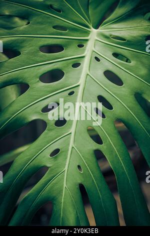 Foglia gigante verde di Monstera. Splendida texture verde Foto Stock