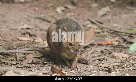 ratto muschiato-canguro che si nutre sul pavimento della foresta pluviale Foto Stock