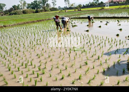 Trapianto del raccolto di Paddy nel nord della Thailandia. Foto Stock