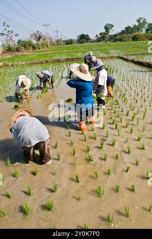 Trapianto del raccolto di Paddy nel nord della Thailandia. Foto Stock