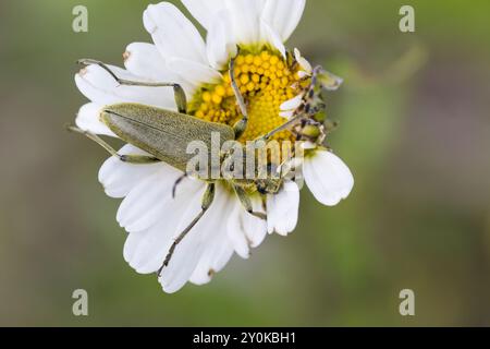 Grüner Schmalbock, Dichtbehaarter Halsbock, Blütenbesuch auf Margerite, Lepturobosca virens, Leptura virens Foto Stock