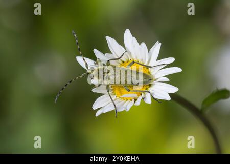 Grüner Schmalbock, Dichtbehaarter Halsbock, Blütenbesuch auf Margerite, Lepturobosca virens, Leptura virens Foto Stock