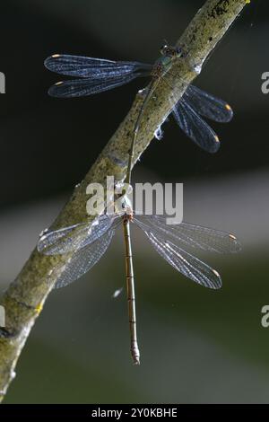 Weidenjungfer, Gemeine Weidenjungfer, Westliche Weidenjungfer, Große Binsenjungfer, Paarung, Pärchen, Tandem, Männchen und Weibchen, Chalcolestes viri Foto Stock