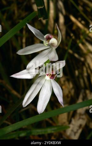 Ci sono 3 specie comuni di orchidee dita, e molti non così comuni. Questa orchidea a dita bianche (Caladenia Alba) è una delle 3 specie comuni. Foto Stock