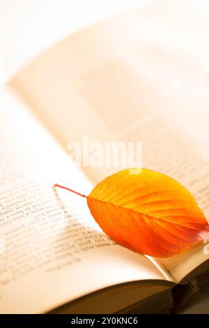 Vecchi libri e foglie di ciliegi colorati Foto Stock