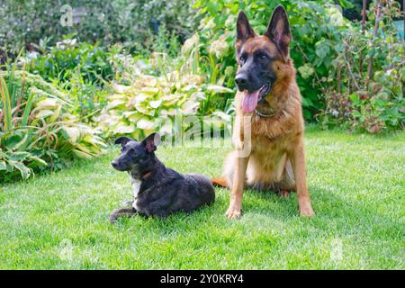 Due cani sull'erba verde nella giornata di sole Foto Stock
