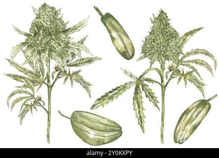 Raccolta di semi di canapa acquerelli e rami, illustrazione foglie di canapa. Grafica disegnata a mano di piante medicinali, piante di marijuana con foglie Foto Stock