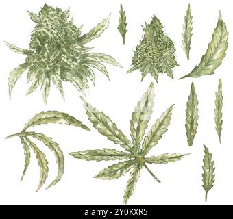 Raccolta di semi di canapa acquerelli e rami, illustrazione foglie di canapa. Grafica disegnata a mano di piante medicinali, piante di marijuana con foglie Foto Stock