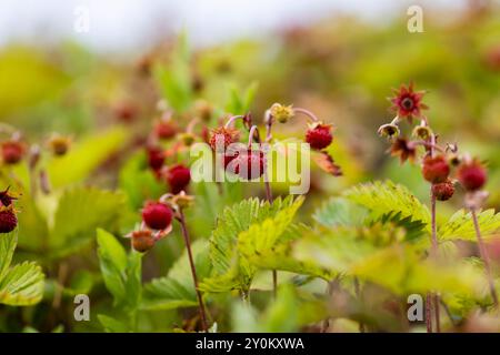 piccole fragole selvatiche con il tempo nuvoloso, cespugli di fragole con frutti rossi Foto Stock