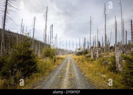 Strada sterrata in una foresta desolata con alberi secchi nelle Harz Mountains Foto Stock