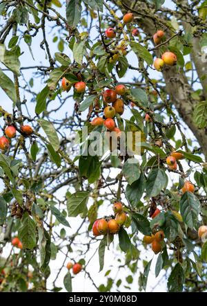 Mele di granchio che crescono sugli alberi, Cherry Willingham, Lincoln, Lincolnshire, Inghilterra, REGNO UNITO Foto Stock