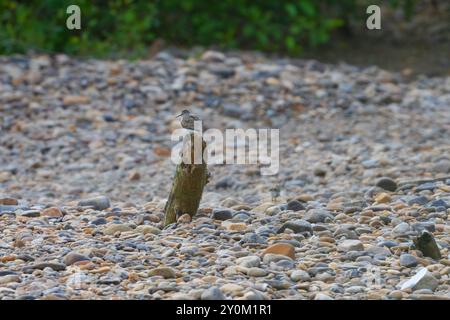 Il Sandpiper comune sedeva su un ceppo d'albero accanto al fiume Wear, contea di Durham, Inghilterra, Regno Unito. Foto Stock