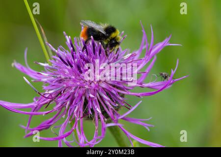 Ape a coda rossa che si nutre di un Knapweed più grande. Contea di Durham, Inghilterra, Regno Unito. Foto Stock