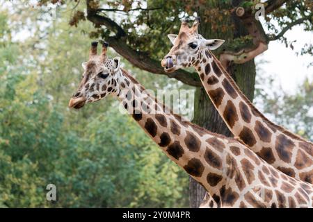 Due giraffe di Baringo (Giraffa camelopardalis rothschildi) camminano tra gli alberi allo zoo di Hannover. Foto Stock