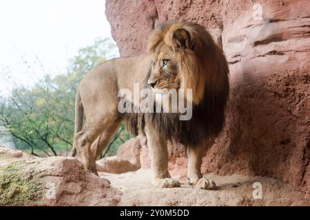 Un leone barbario maschio (Panthera leo leo), in piedi su una roccia allo zoo di Hannover. Foto Stock