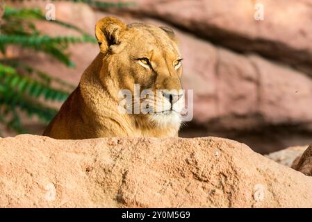 Un ritratto di una femmina leone barbario (Panthera leo leo), giacente su una roccia allo zoo di Hannover. Foto Stock