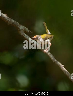 Una bella femmina solitaria uccello da coda comune arroccato su un ramo d'albero con la coda sollevata. Noto anche come Orthotomus sutorius. Foto Stock