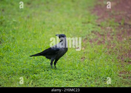 Un corvo di casa (Corvus splendens) in piedi su erba verde nel giardino. Noto anche come corvo indiano, Greynecked, Ceylon o Colombo. Foto Stock