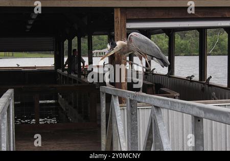 Blue Heron seduto sul molo in attesa di Pesce, Lago Tyler in East Tx Foto Stock