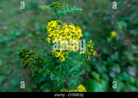 Fiori gialli luminosi di Senecio laetus, una pianta originaria del Bhutan, fioriscono lungo l'escursione Lungchutse a Thimphu. Foto Stock