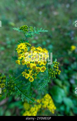 Fiori gialli luminosi di Senecio laetus, una pianta originaria del Bhutan, fioriscono lungo l'escursione Lungchutse a Thimphu. Foto Stock