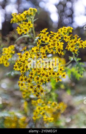 Fiori gialli luminosi di Senecio laetus, una pianta originaria del Bhutan, fioriscono lungo l'escursione Lungchutse a Thimphu. Foto Stock