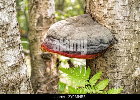 Fungo di Tinder (Fomes fomentarius) sul tronco di betulla, noto come fungo dello zoccolo, conk di tinder, politoro di tinder o fungo uomo di ghiaccio Foto Stock