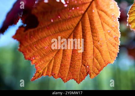 Corylus maxima o filbert specie di nocciola nella famiglia delle betulle Betulaceae, originaria dell'Europa sudorientale e dell'Asia sud-occidentale. Corylus maxima foglia chiusa Foto Stock
