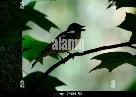 Chaffinch (Fringilla coelebs) arroccato su un ramo Foto Stock