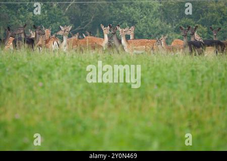 Summer UK, cervo a riposo femminile a Meadow Foto Stock