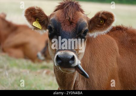 Jersey Cow si stacca la lingua Foto Stock