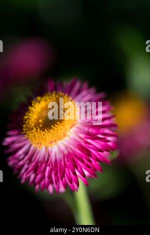 Fioritura di un fiore di fragole a New York Foto Stock