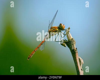 Primo piano di una libellula seduta ancora su un fusto di pianta Foto Stock
