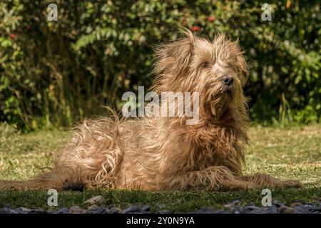 Un cane mongrel riposa sull'erba nel pomeriggio, in un giardino vicino alla città coloniale di Villa de Leyva nella catena delle Ande orientali della Colombia centrale Foto Stock