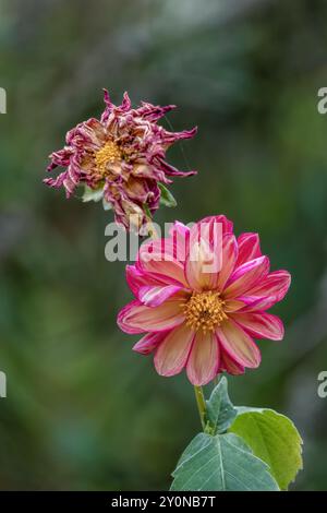 Foto ravvicinata di un bellissimo fiore rosa di dahlia con uno essiccato sullo sfondo, in un giardino vicino alla città coloniale di Villa de Leyva. Foto Stock