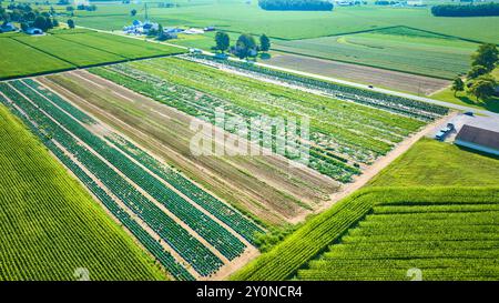 Veduta aerea dei campi agricoli organizzati nell'Indiana rurale Foto Stock