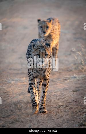 Un paio di ghepardi che camminano in un unico file lungo un percorso verso la telecamera mentre il sole sorge nelle praterie della Namibia Foto Stock