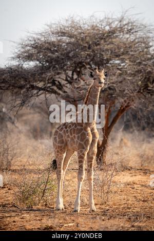 Un piccolo vitello di giraffa stava nel cespuglio e strizzava l'occhio alla macchina fotografica mentre il sole tramonta durante il safari nella Namibia settentrionale Foto Stock