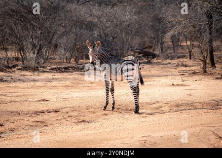 Una piccola zebra che guarda dietro le spalle alla fotocamera nella campagna arida della Namibia settentrionale Foto Stock
