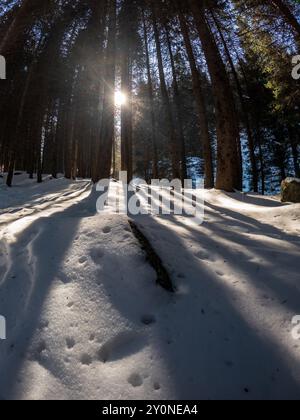 Il sole filtra tra tra gli alberi della foresta innevata, emettendo una luce calda e ombre pittoresche attraverso il paesaggio ghiacciato Foto Stock