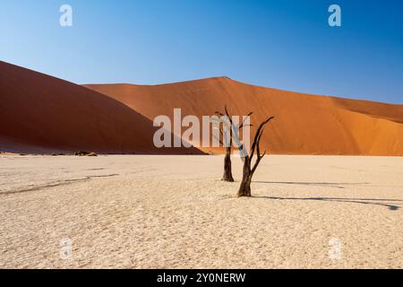 Due alberi pietrificati di fronte a una gigantesca duna di sabbia arancione a Deadvlei, Namibia Foto Stock