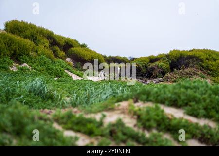 Due pinguini africani che camminano tra i cespugli sul bordo di una spiaggia in Sud Africa Foto Stock