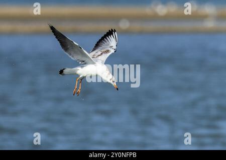 Un giovane gabbiano che vola sopra l'acqua blu di un lago in una giornata estiva di sole. Foto Stock