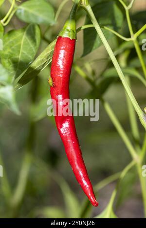 Uno scudo verde meridionale (Nezara viridula), su un peperoncino rosso in un giardino nel sud della Francia Foto Stock