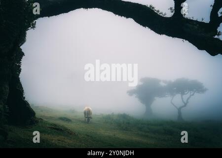 Bella foresta di Fanal a Madeira, in Portogallo, con una mucca che pascolava, in una giornata nebbiosa, nebbia, atmosfera Foto Stock