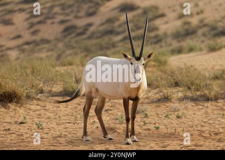 Orice araba nel deserto Foto Stock