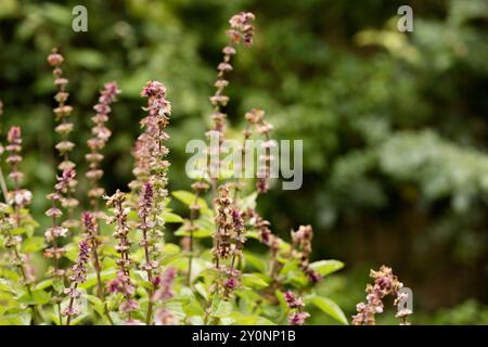 Fioritura del basilico sacro tulasi nel giardino. Tulsi, arbusto della famiglia delle Lamiaceae. primo piano Foto Stock