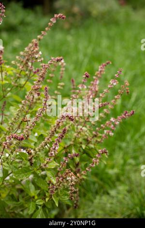 Fioritura del basilico sacro tulasi nel giardino. Tulsi, arbusto della famiglia delle Lamiaceae. primo piano Foto Stock